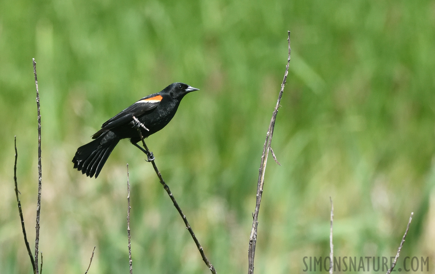 Agelaius phoeniceus phoeniceus [400 mm, 1/1250 sec at f / 8.0, ISO 1000]